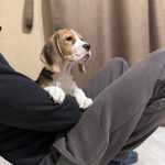 Aruna-female-Beagle-puppy-for-sale-3