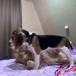Aruna-female-Beagle-puppy-for-sale-4