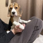 Aruna-female-Beagle-puppy-for-sale-5