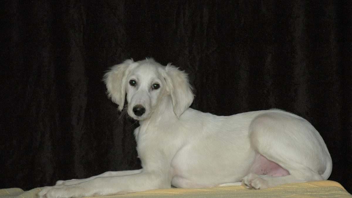 Saluki Breed Persian Hound Saluki Breed Persian Greyhound Portrait