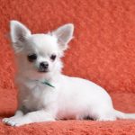 Dionis Chihuahua