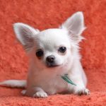 Damian-male-chihuahua-puppy-for-sale-2 (2)