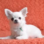Damian-male-chihuahua-puppy-for-sale-2 (3)