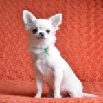 Damian-male-chihuahua-puppy-for-sale-2 (4)