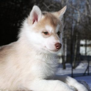 Dante Siberian Husky