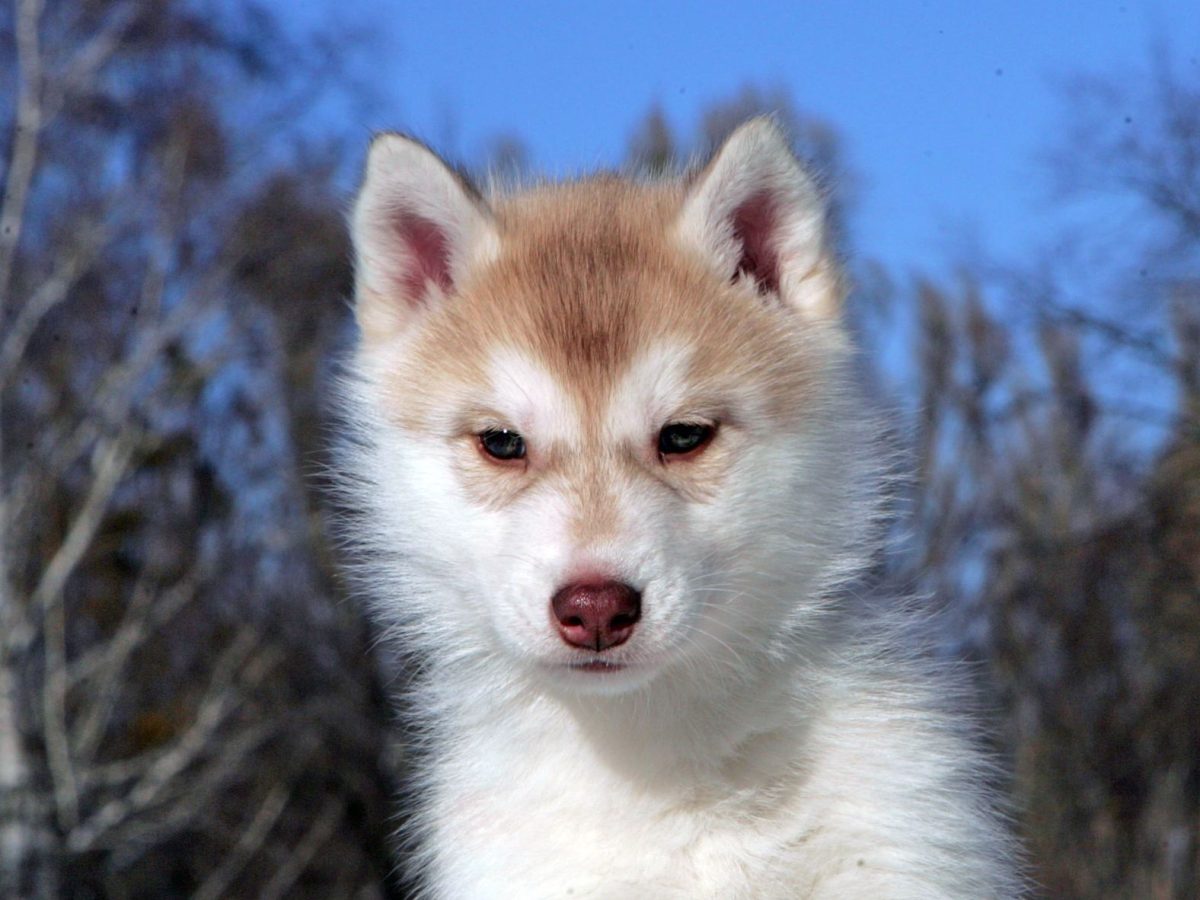 husky red coat