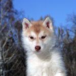 Dante-male-Siberian-Husky-puppy-for-sale-4 (2)