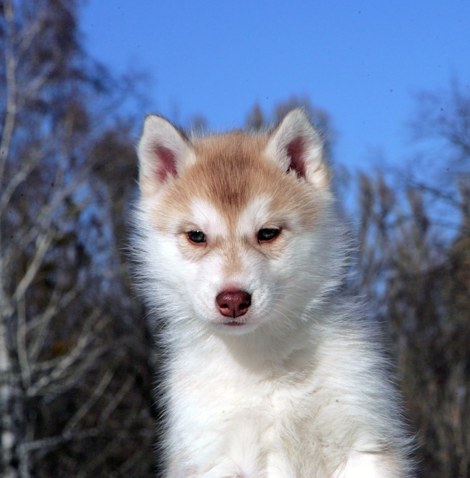 Pomsky Half Alaskan Malamute Half Siberian Husky Alaskan Husky Mixed With Siberian  Husky Half Siberian Husky Half, image size:1576x1601
