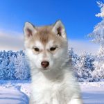 Dante-male-Siberian-Husky-puppy-for-sale-4 (3)