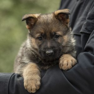 Dexter German Shepherd