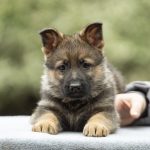 Dexter-male-German-shepherd-puppy-for-sale-1 (2)