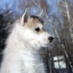 Diamond-male-Siberian-Husky-puppy-for-sale-3 (1)