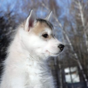 Diamond Siberian Husky