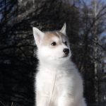 Dominic Siberian Husky