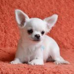 Dionis-male-chihuahua-puppy-for-sale-1 (1)