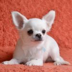 Dionis-male-chihuahua-puppy-for-sale-1 (2)