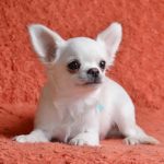Dionis-male-chihuahua-puppy-for-sale-1 (3)