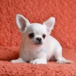 Dionis-male-chihuahua-puppy-for-sale-1 (4)