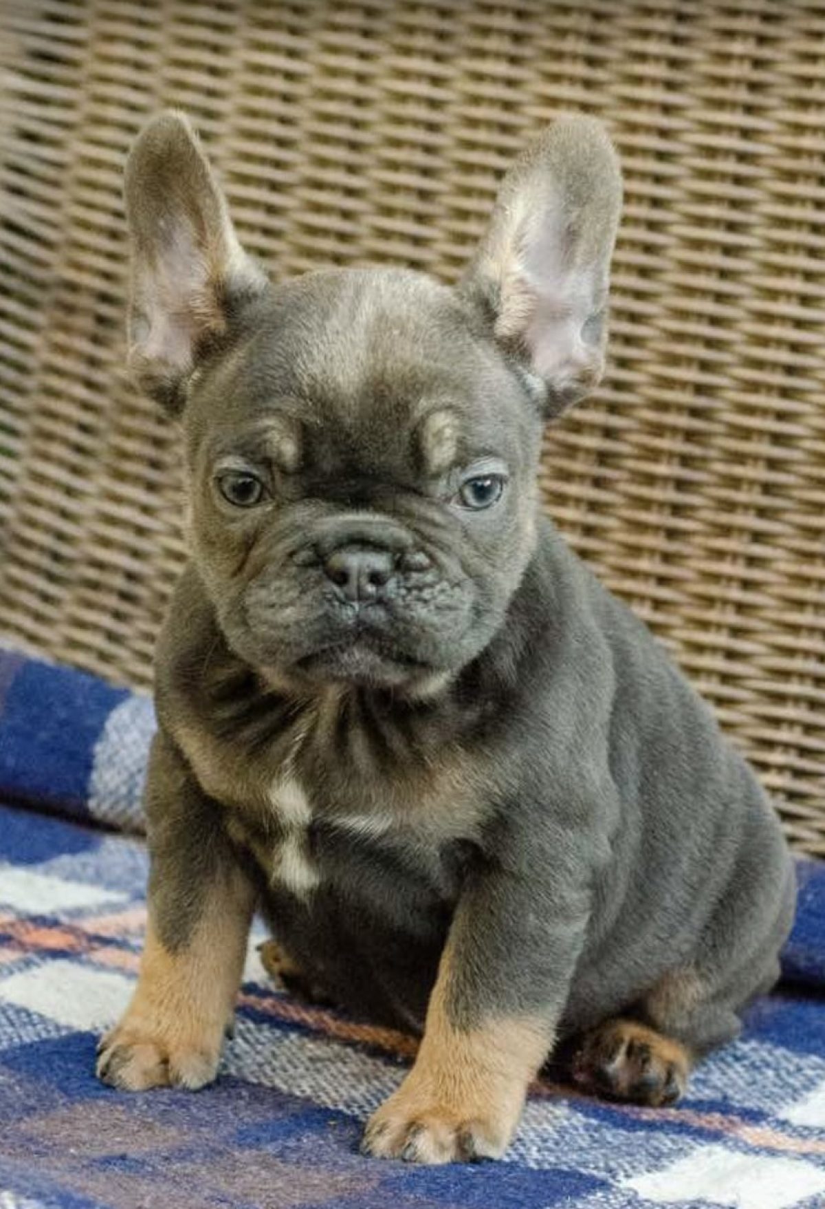 French Bulldog Mix Mini English Bulldog Rescue Bulldog Shih Tzu