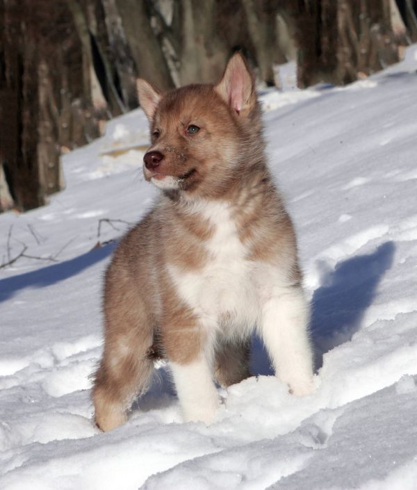 Dominic Siberian Husky