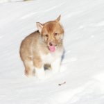 Dominic-male-Siberian-Husky-puppy-for-sale-2 (2)