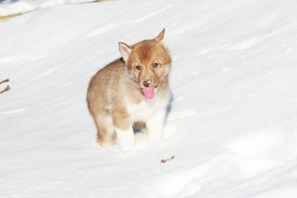 Dominic Siberian Husky