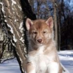 Dominic-male-Siberian-Husky-puppy-for-sale-2 (3)