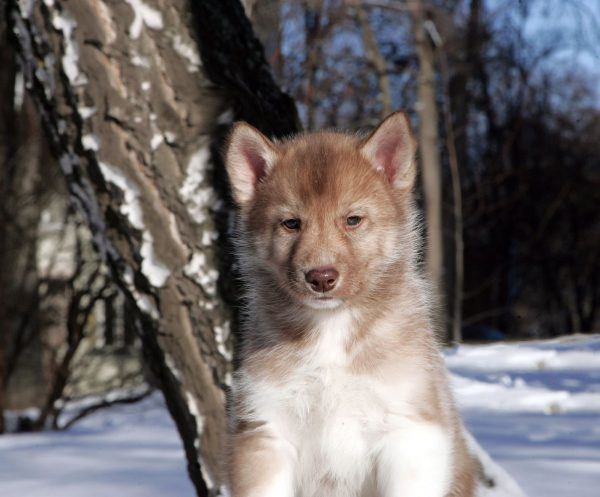 Dominic Siberian Husky