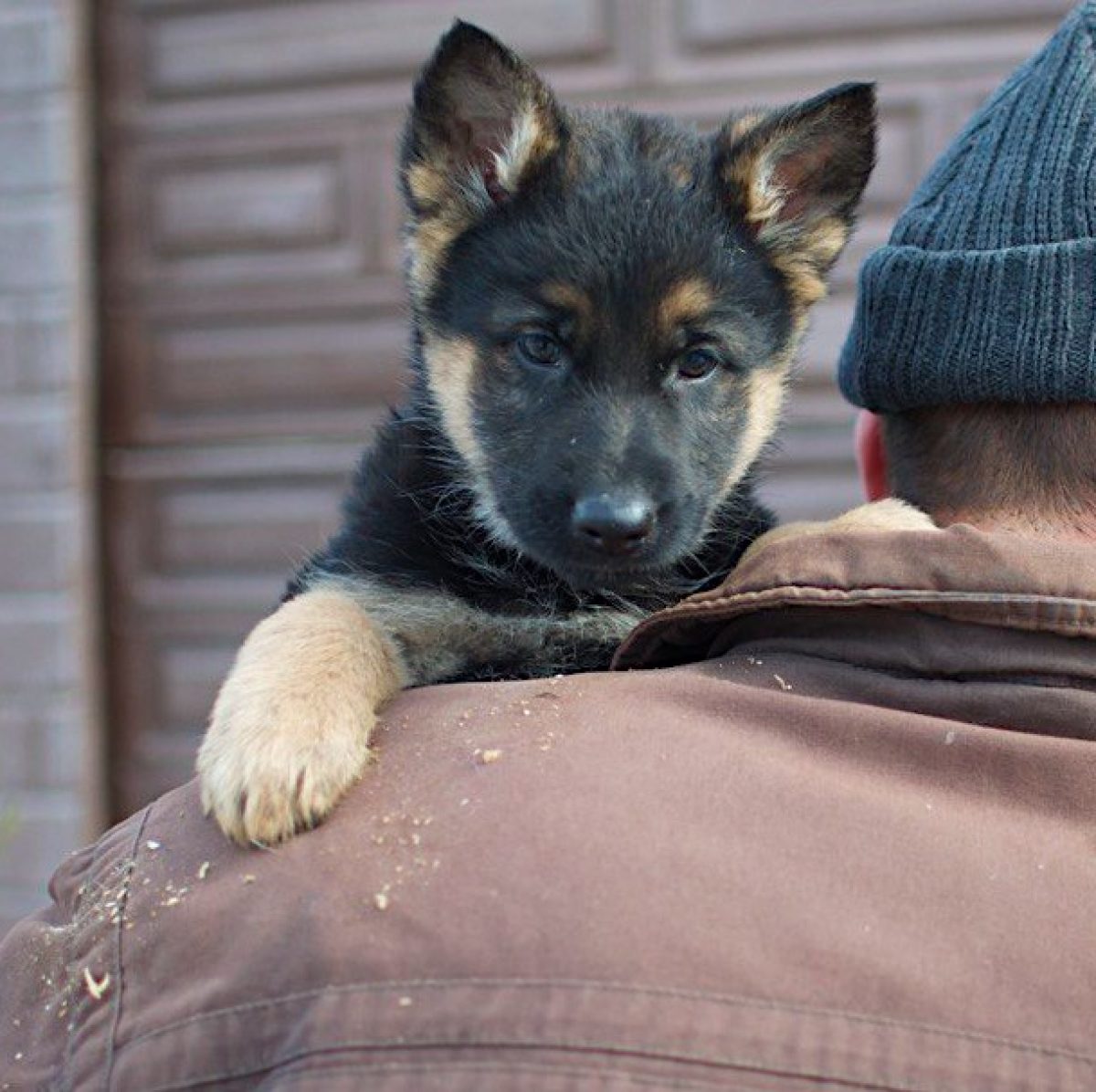 Black Sable German Full Black German Shepherd Puppies For Sale