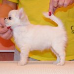 Eva-female-chihuahua-puppy-for-sale-1 (1)