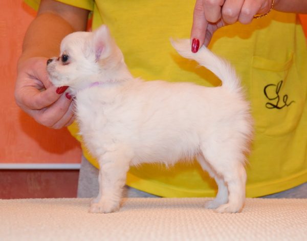 Eva Chihuahua