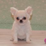 Eva-female-chihuahua-puppy-for-sale-1 (2)