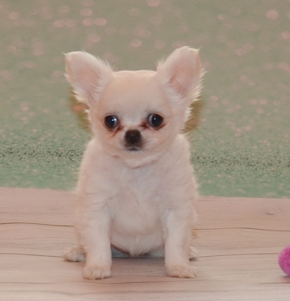 Eva Chihuahua