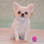 Eva-female-chihuahua-puppy-for-sale-1 (3)