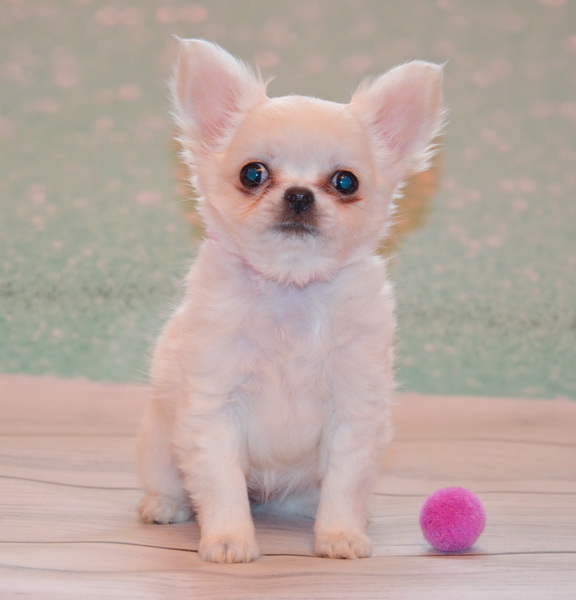 Eva Chihuahua
