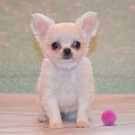Eva-female-chihuahua-puppy-for-sale-1 (4)
