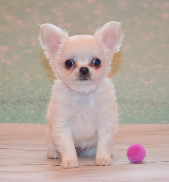 Eva Chihuahua