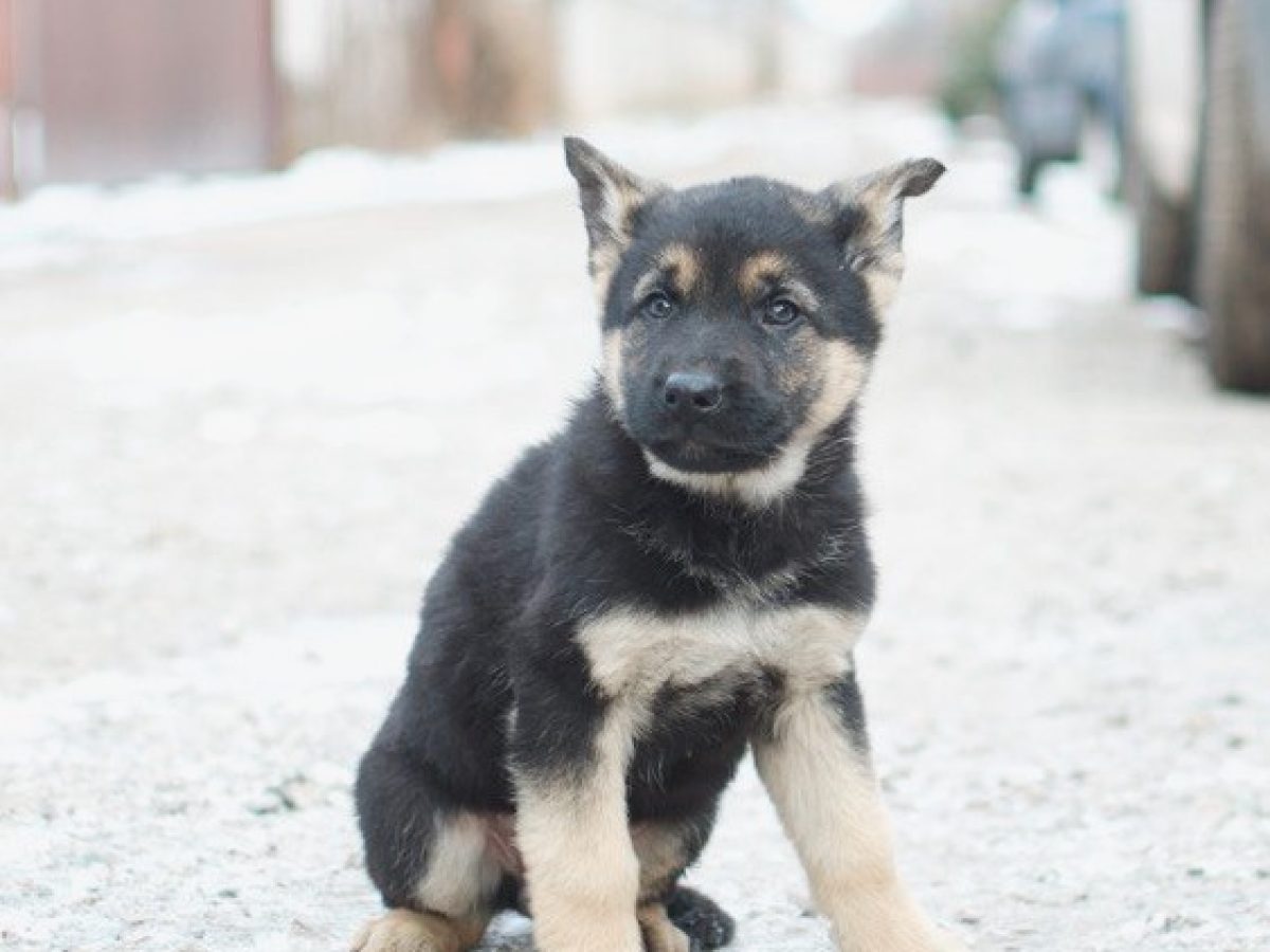 German Shepherd Husky Malamute Chow Mix For Sale German