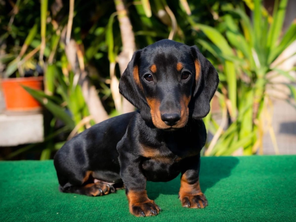 Miniature Dachshunds Dachshund Shelter Near Me Animal Shelter