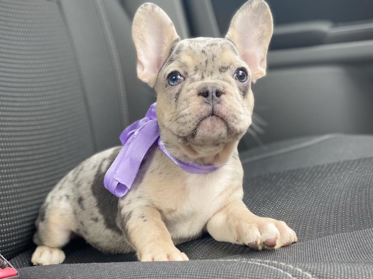 French Bulldog Akc Best Dog Breeds Akc French French Bulldog Breed