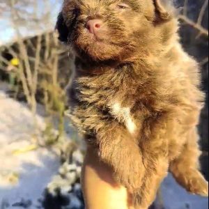 Hops Pomapoo
