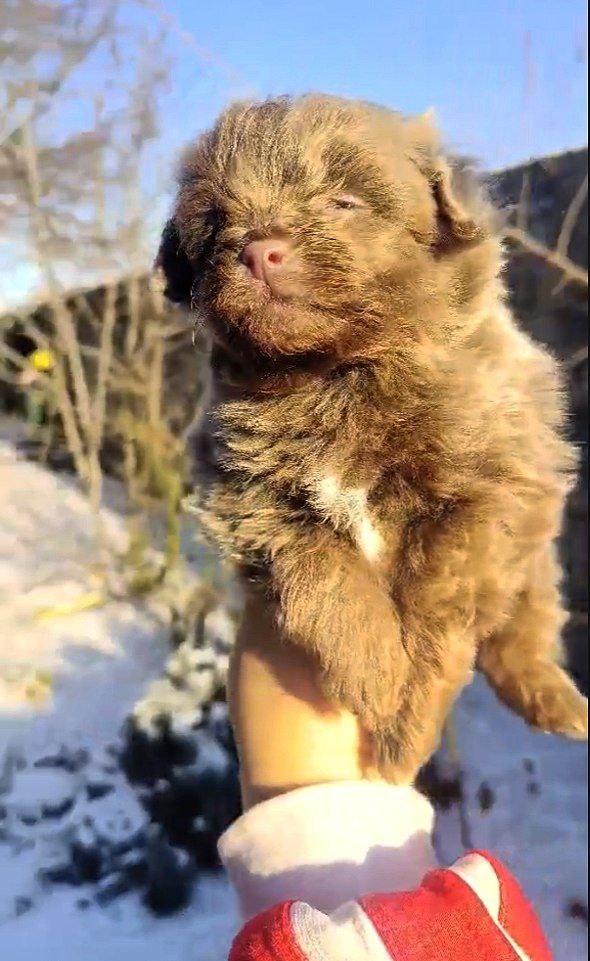 Hops Pomapoo