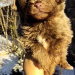 Hops-male-Pomapoo-puppy-for-sale-2