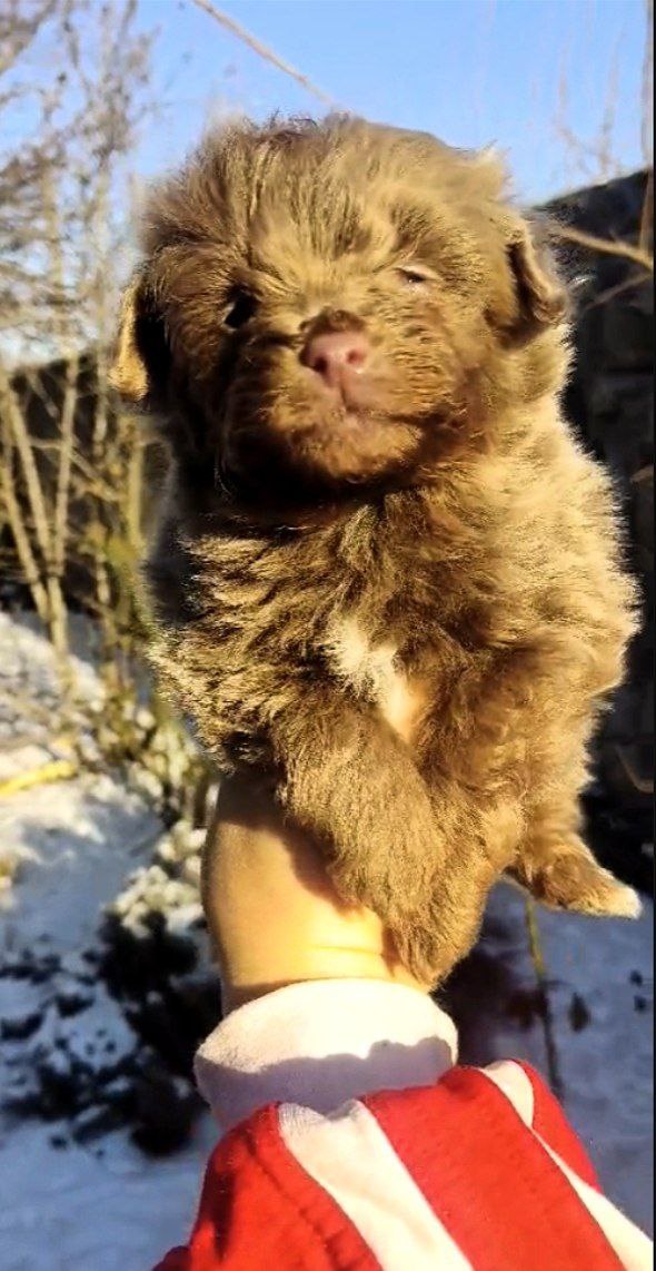Hops Pomapoo