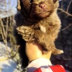 Hops-male-Pomapoo-puppy-for-sale-3