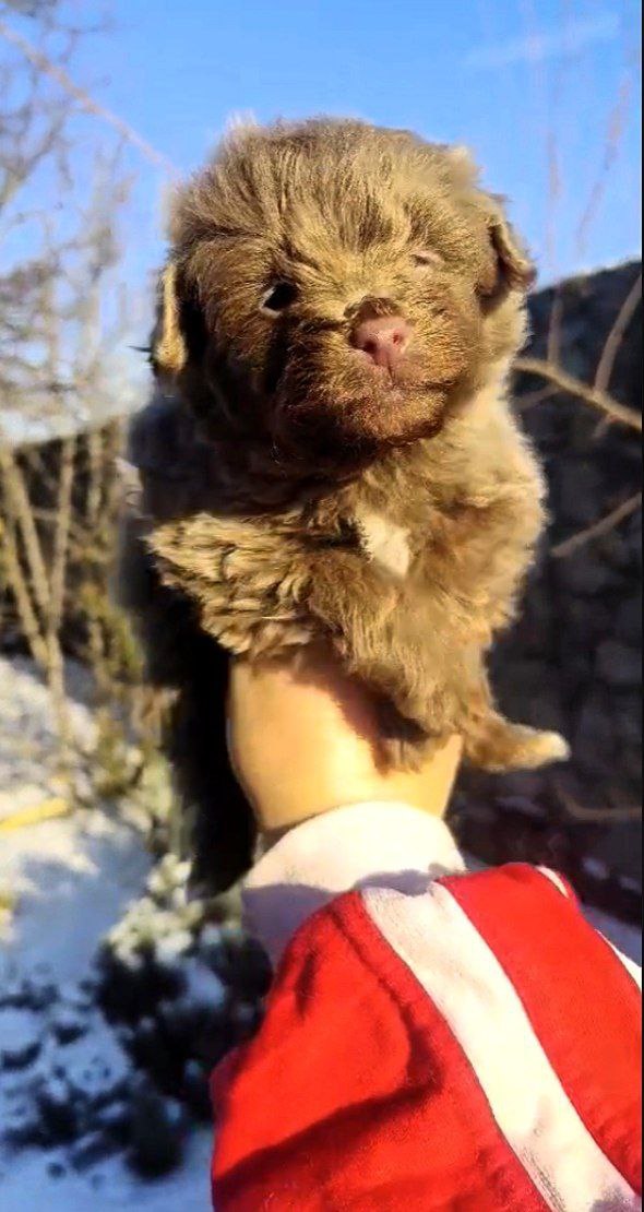 Hops Pomapoo