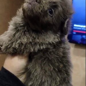 Hops Pomapoo