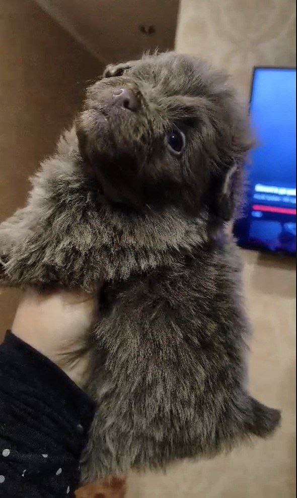 Hops Pomapoo
