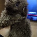 Hops-male-Pomapoo-puppy-for-sale-5