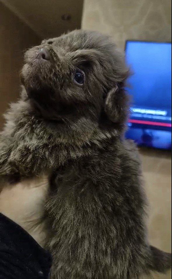 Hops Pomapoo